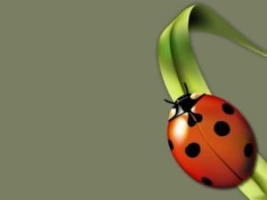 Background-3d-desktop-wallpaper-800x600-1016-hd-widescreen-backgrounds Onde Aprender na internet